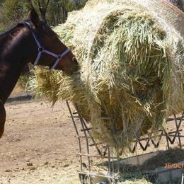 New Season Barley Hay 4*4