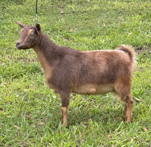 Nigerian Dwarf goats
