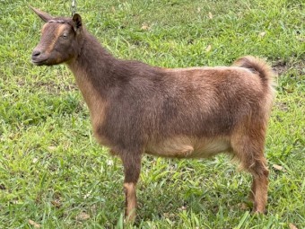 Nigerian Dwarf goats