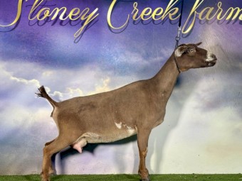 Nigerian Dwarf goats