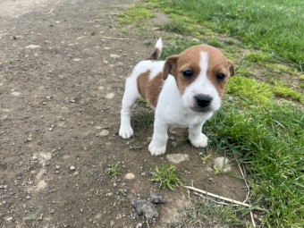 Jack Russell pups for sale 