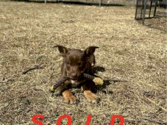 Pure Bred Kelpie Pups for Sale