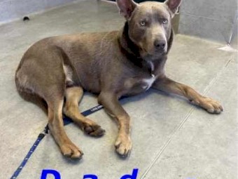 Pure Bred Kelpie Pups for Sale