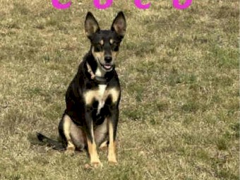 Pure Bred Kelpie Pups for Sale