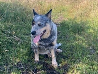 Cattle dog wanting new home!