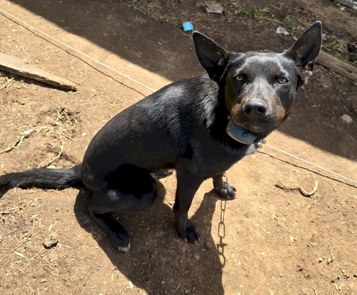 Black intact kelpie bitch free! To good home.