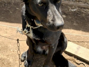 Black intact kelpie bitch free! To good home.
