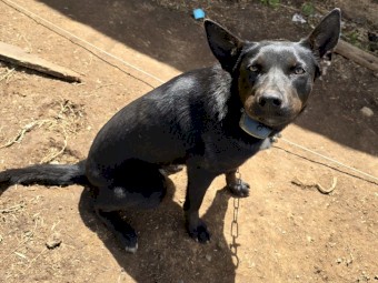 Black intact kelpie bitch free! To good home.