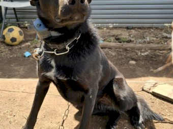 Black intact kelpie bitch free! To good home.