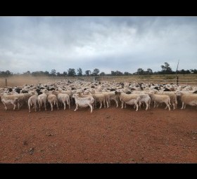550 x Dorper Ewes Scanned in Lamb