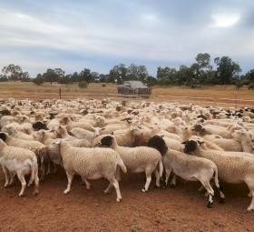550 x Dorper Ewes Scanned in Lamb