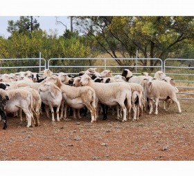 550 x Dorper Ewes Scanned in Lamb