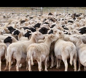 550 x Dorper Ewes Scanned in Lamb