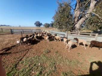 25 Dorper x lambs