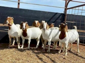 Boer goat does for sale