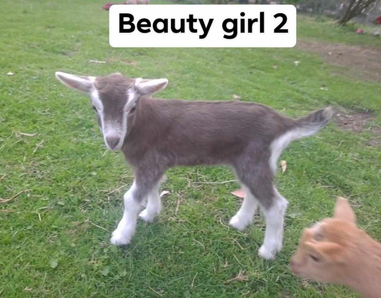 Gorgeous friendly dairy goats, adults and kids, Toggenburg, Nigerian 