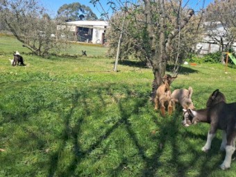 Gorgeous friendly dairy goats, adults and kids, Toggenburg, Nigerian 