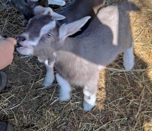 Gorgeous friendly dairy goats, adults and kids, Toggenburg, Nigerian 