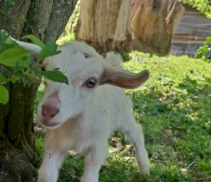 Gorgeous friendly dairy goats, adults and kids, Toggenburg, Nigerian 