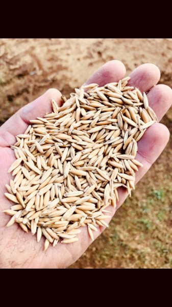Yarran seed oats (graded)