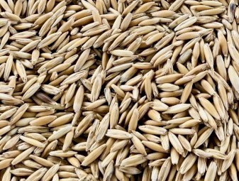 Yarran seed oats (graded)