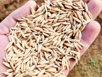 Yarran seed oats (graded)