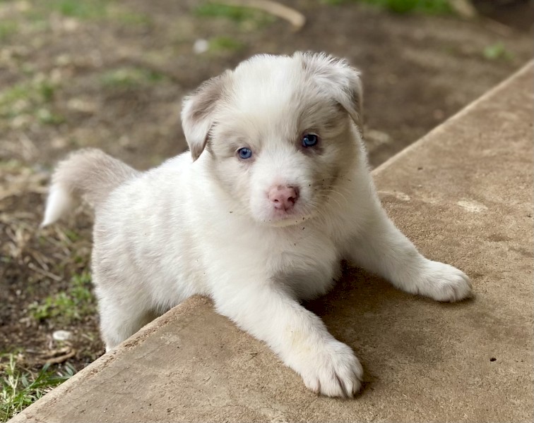  Border Collie Puppy