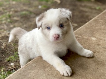  Border Collie Puppy
