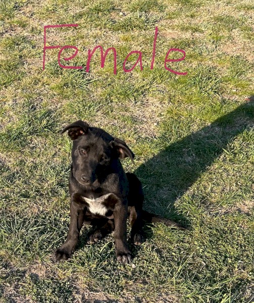 Cattle X Kelpie Female Pup
