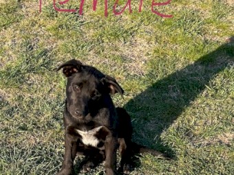 Cattle X Kelpie Female Pup
