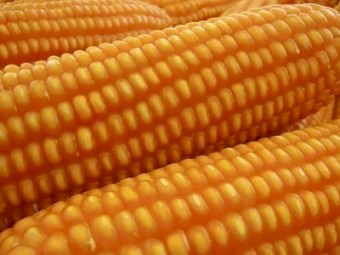  Dried Corn Kernels, Turkish, Natural