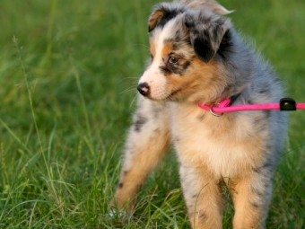 Australian Shepherd 