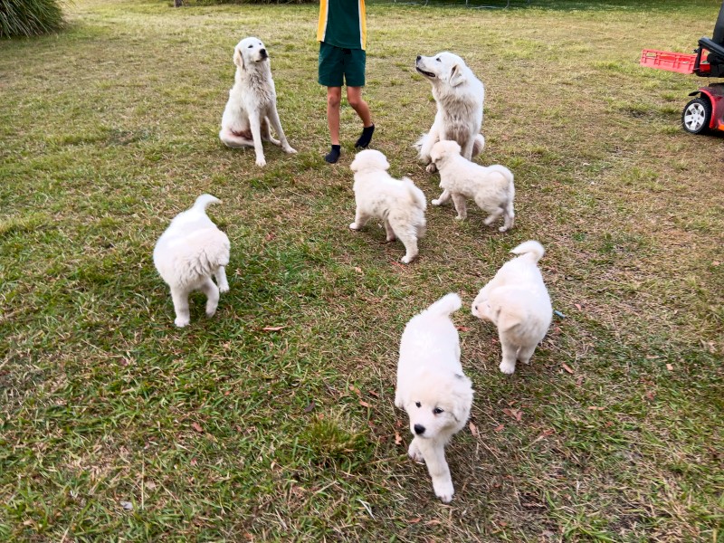 Maremma Puppies for sale 