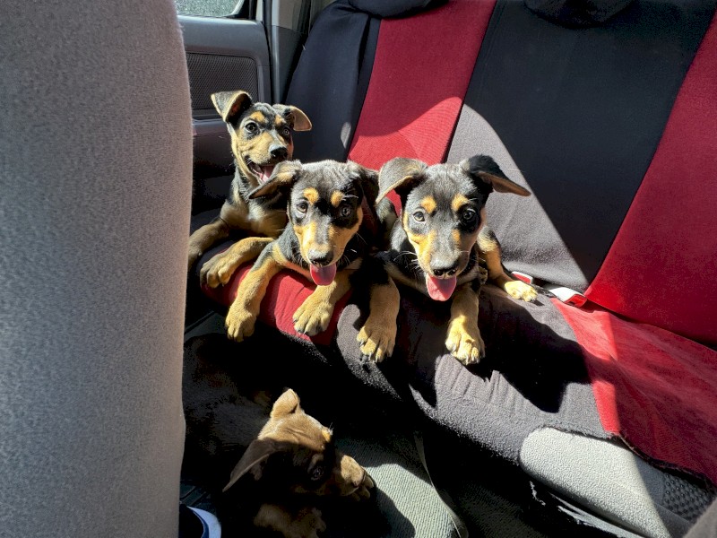 Price drop! Kelpie pups for sale (purebred)