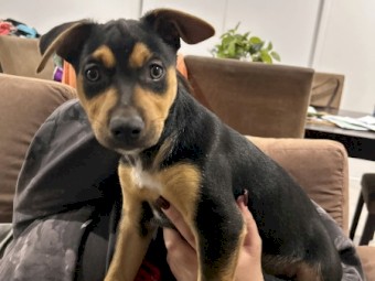 Price drop! Kelpie pups for sale (purebred)