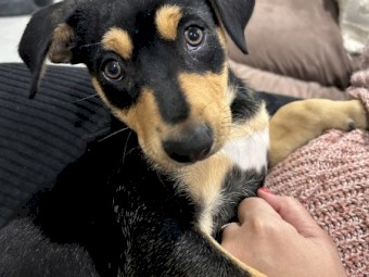 Price drop! Kelpie pups for sale (purebred)