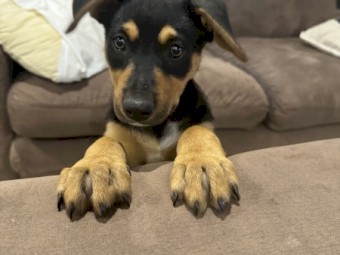 Price drop! Kelpie pups for sale (purebred)
