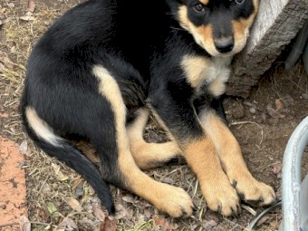 Purebred male kelpie (black & tan) - available now