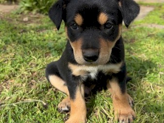 Purebred male kelpie (black & tan) - available now
