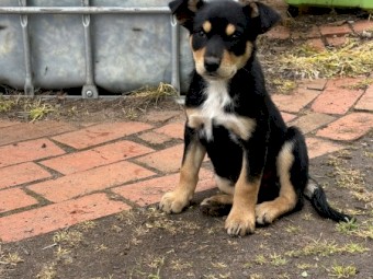 Purebred male kelpie (black & tan) - available now