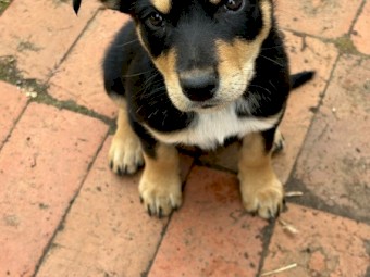 Purebred male kelpie (black & tan) - available now