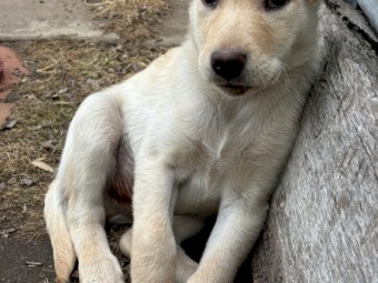 Purebred male kelpie (cream) - available now