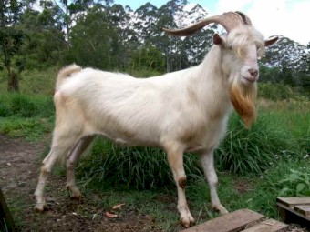 Saanen Billy Goat 4 sale, Pure Breed Buck 