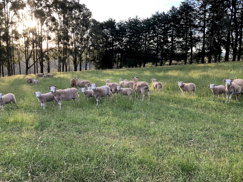 Dorpa/Wiltshire Lambs and Ewes