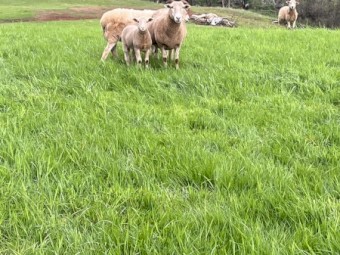 Dorpa/Wiltshire Lambs and Ewes