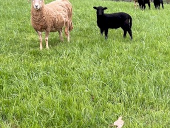Dorpa/Wiltshire Lambs and Ewes