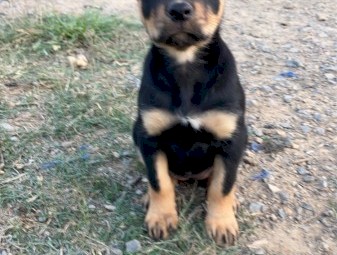 Kelpie bitch pups 