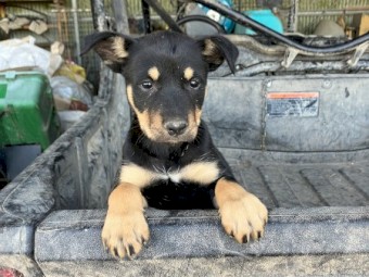 Kelpie bitch pups 