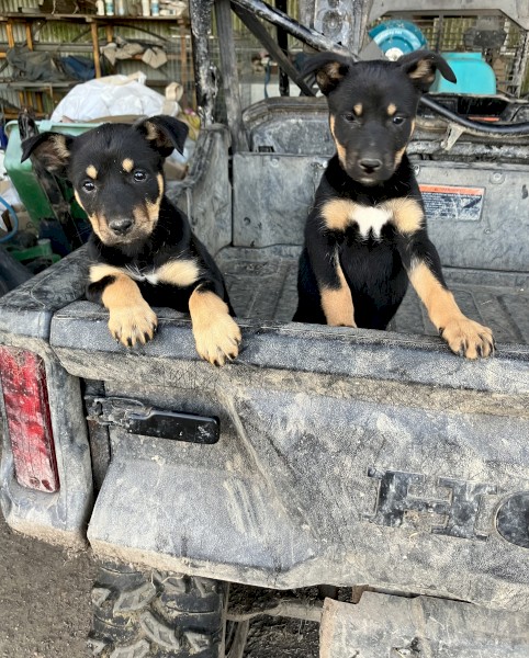 Kelpie bitch pups 