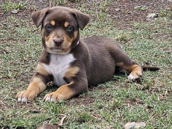 Pure-bred Red and Tan Kelpie Puppies 